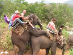 287090_365287422_com-worst-elephant-ride-ever_H090547_L.jpg