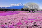 Spring-Flowers-on-Hillside-Hokkaido-Japan-3-e1386145803995.jpg