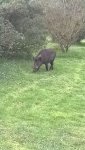 BOAR.jpg