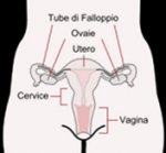 330px-Scheme_female_reproductive_system-it.svg.jpg