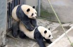 panda-2.jpg