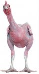 pollo-spennato.jpg