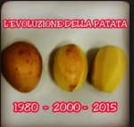 evoluzione patata.jpg