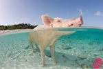 swimming-pig.jpg