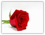 rose.jpg