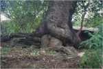 albero1.jpg