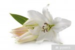 adesivi-fiori-di-giglio-bianco.jpg.jpg