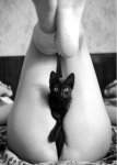 pussy-cat-erotic-1007155.jpg