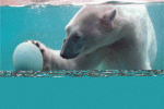 PolarBear.gif