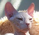 sphynxface.jpg