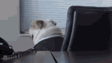 funny-animals-jack-the-bulldog.gif