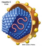 HCV model.jpg