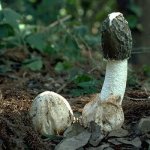 phallus impudicus.jpg