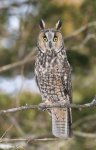 long_eared_owl_4.jpg