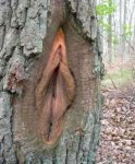 vagina_tree_1.jpg
