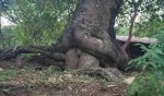 arborfilia3.jpg