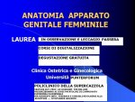 laurea.jpg