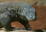 drago-di-komodo-300x210.jpg