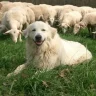The_Shepherd